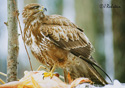 Buteo buteo